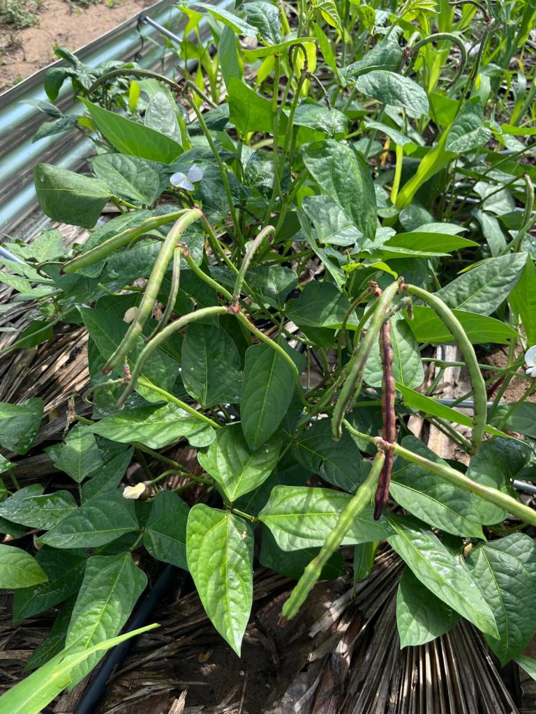 Santosha: Raised Bed #1, July & Aug&nbsp;2025