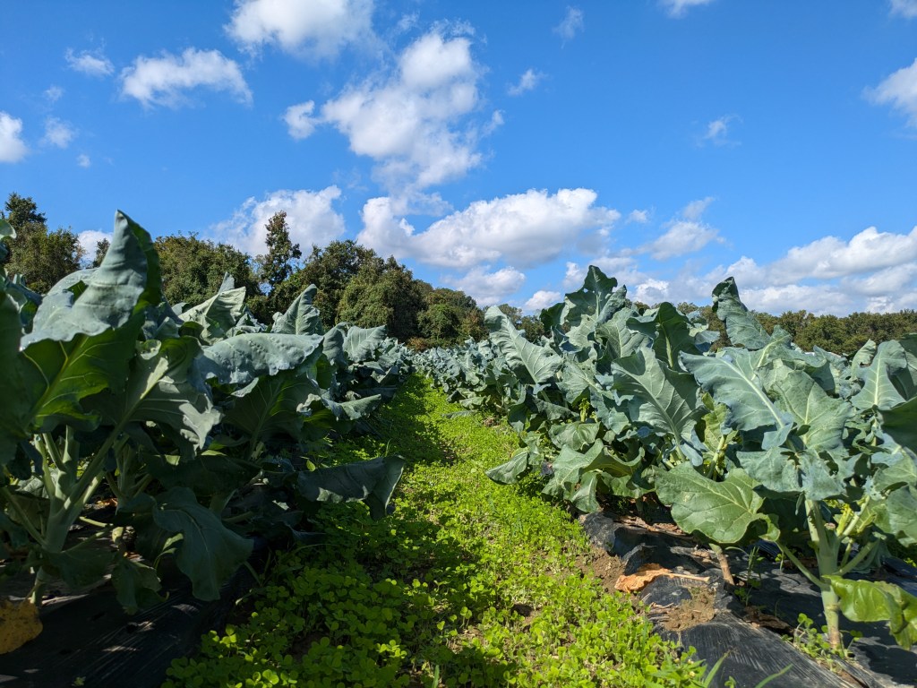 Regenerative Agriculture: The Solution to Most of Our&nbsp;Problems